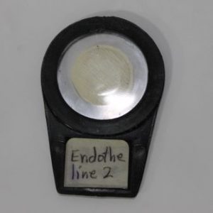 ENDOTHELINA 2 FILTRO