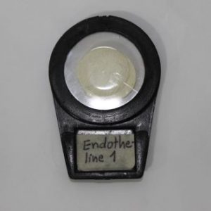 ENDOTHELINA 1 FILTRO